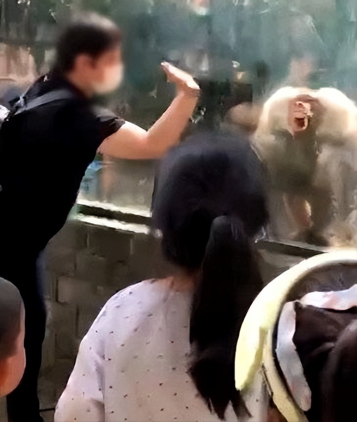 女子隔玻璃打狒狒引其暴怒撞头 拍摄者：多个小朋友跟着模仿