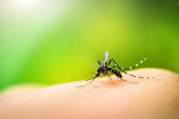 夏季防蚊虫小妙招 夏季防蚊虫的最好办法