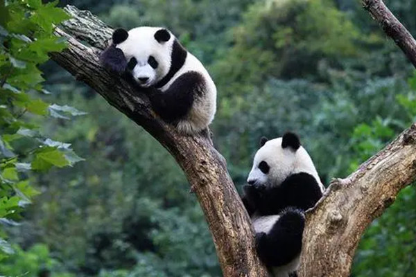 大熊猫是猫吗 大熊猫为什么被视为中国的国宝?